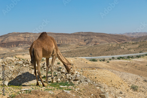 camel and the road in the Negev desert