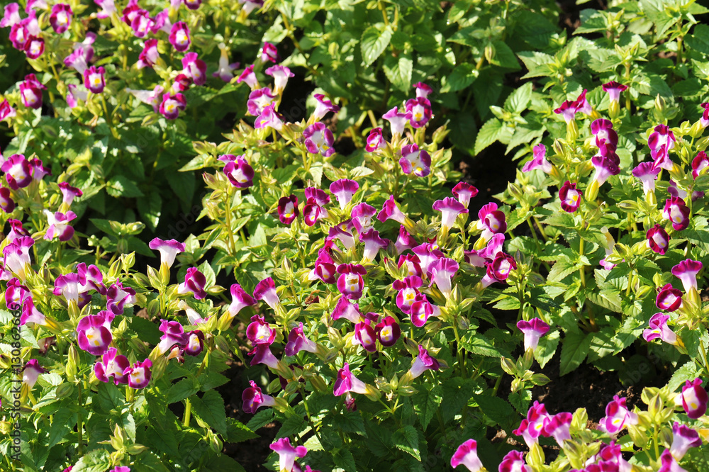 Amazing of bright flower beautiful blooming on garden Amazing of bright flower beautiful blooming on garden