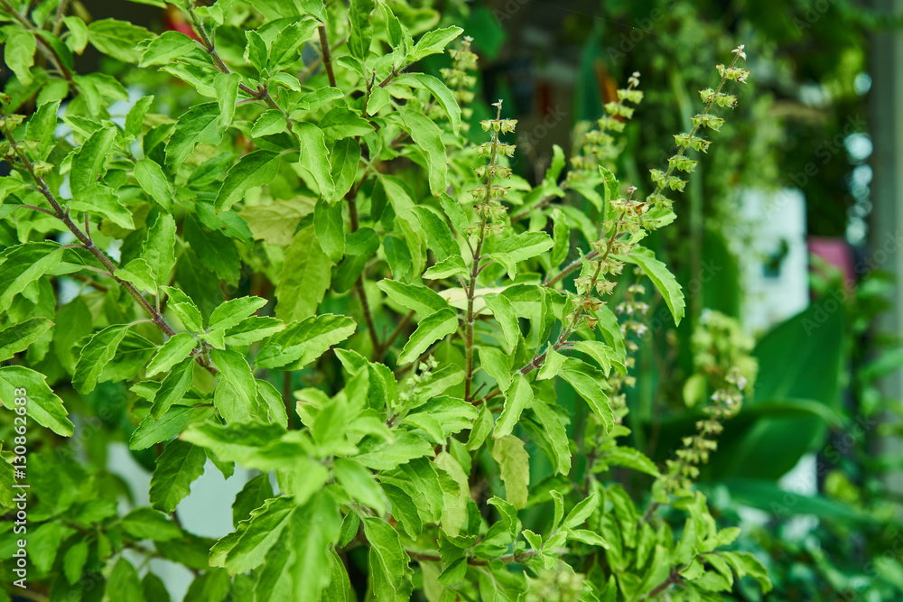 sweet basil sweet basil