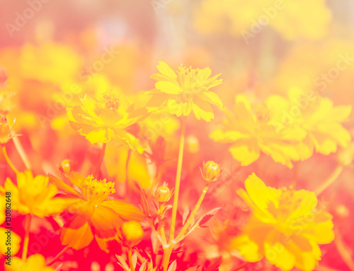  Beautiful flower in the garden with colour filter