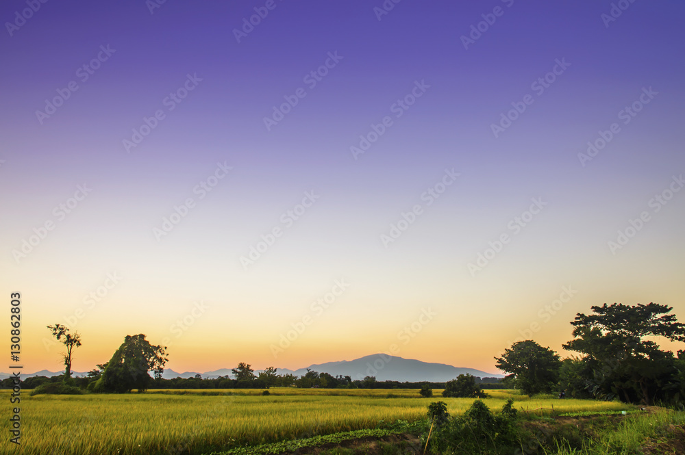 cornfield evening sky in rural