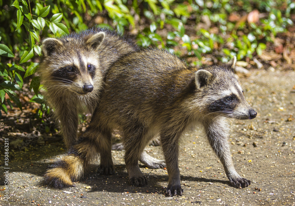 Fototapeta premium Baby raccoons