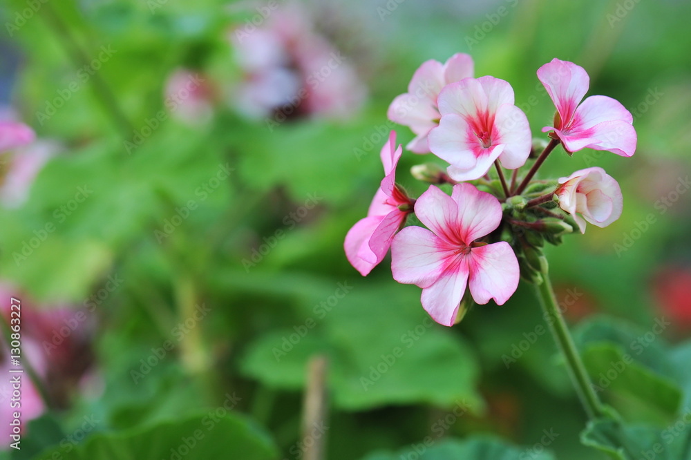 geranium flowers geranium flowers