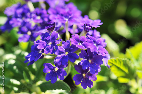 Fototapeta Naklejka Na Ścianę i Meble -  Small purple flower in the morning