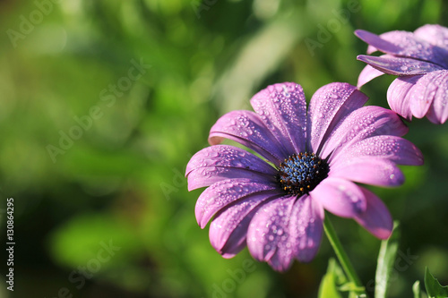 Purple daisy flower with dew drops