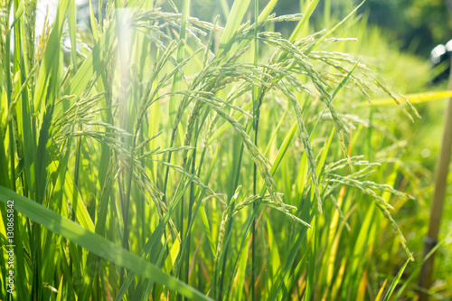 nature farm food