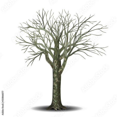 detached tree sycamore without leaves