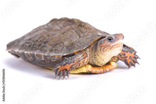 Ornate wood turtle, Rhinoclemmys pulcherrima manni