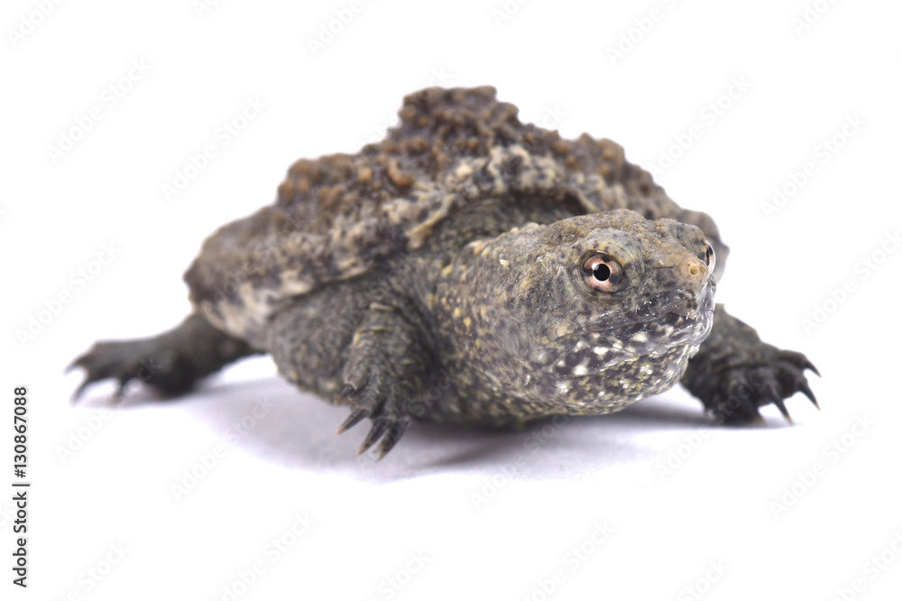 Common snapping turtle, Chelydra serpentina Common snapping turtle, Chelydra serpentina