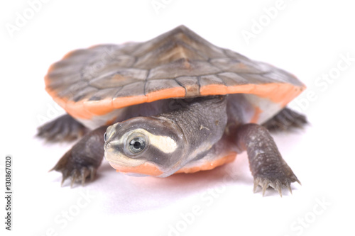 Red-bellied short neck turtle, Emydura subglobosa