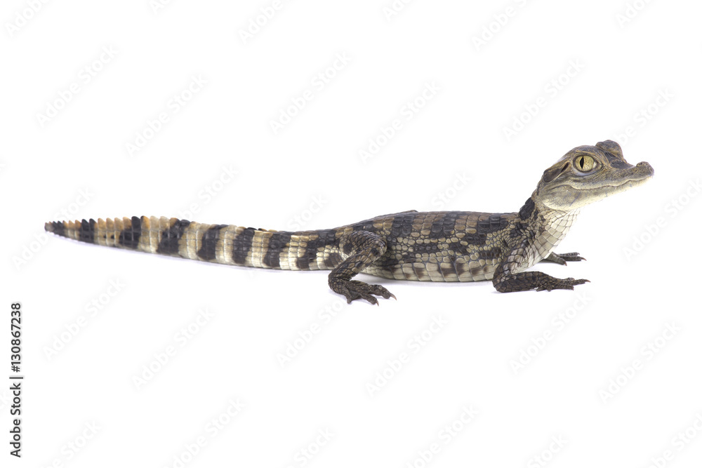 Fototapeta premium Spectacled caiman (Caiman crocodilus)