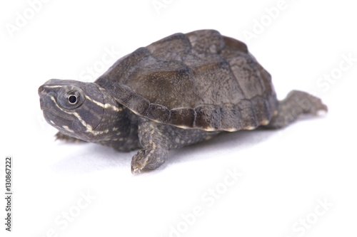 Musk turtle, Sternotherus odoratus photo