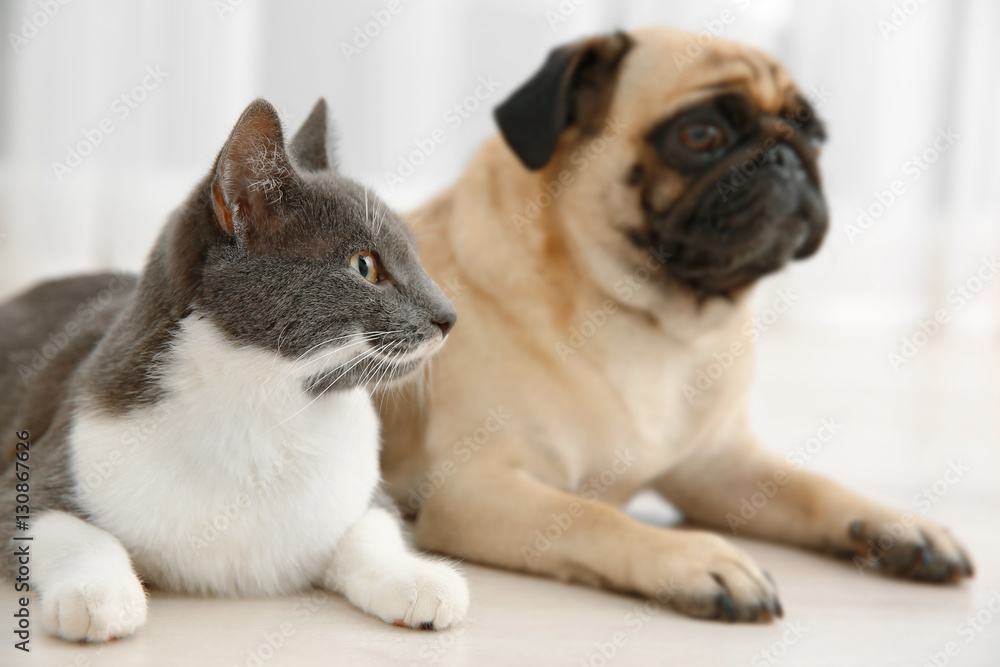 Adorable pug and cute cat lying together on floor
