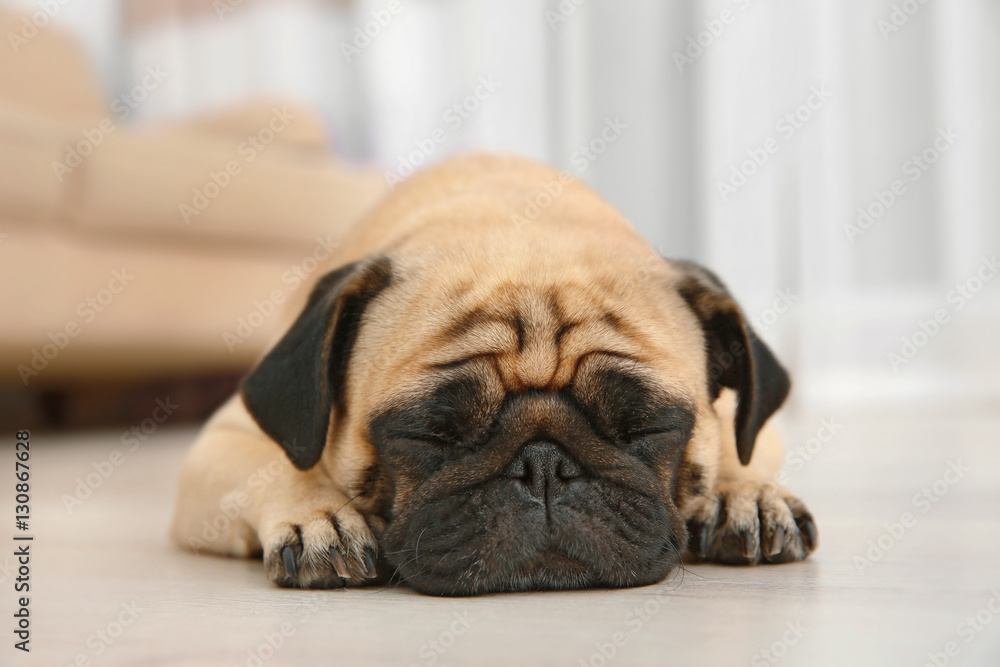 Adorable pug dog lying on floor at home