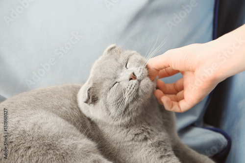 Fototapeta Naklejka Na Ścianę i Meble -  Owner stroking cute cat at home, closeup