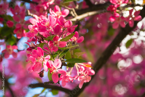 Цветущие цветки япоской вишни. Весенний сад японской сакуры в апреле. Красивые красные и розовые цветки японской вишни на фоне голубого неба.