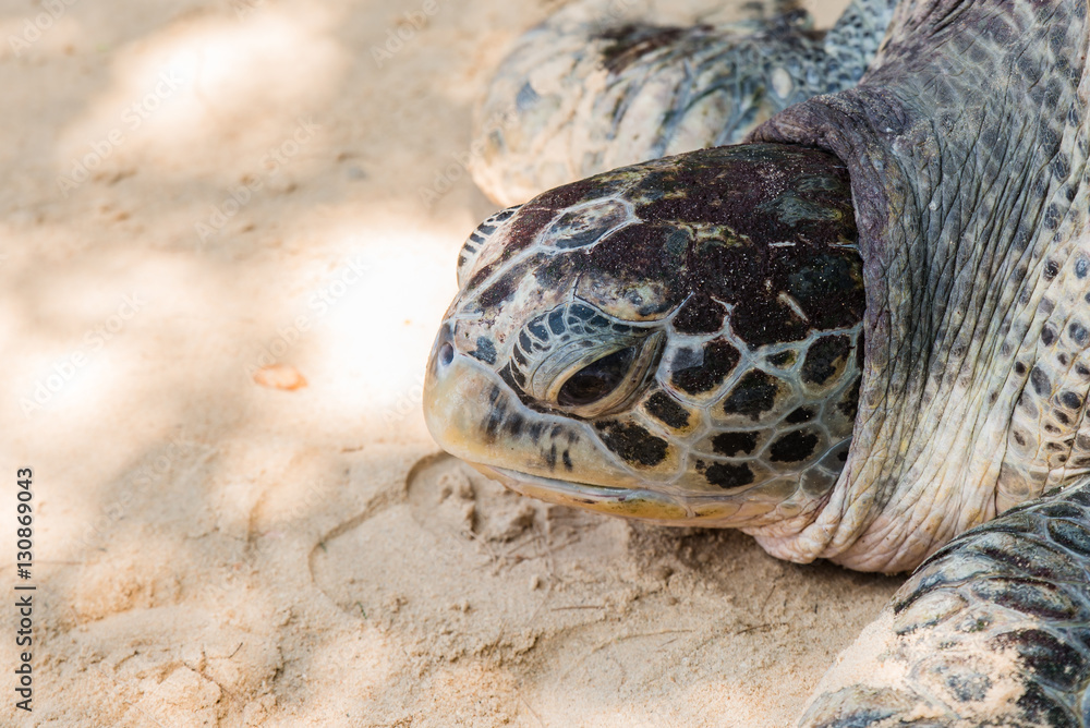 Obraz premium close up green turtle on beach