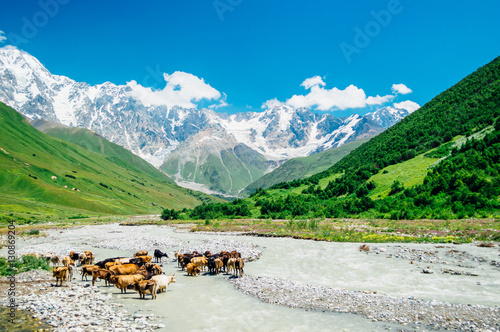 Group of cows near the Enguri river with rocky Caucasus Mountains (Bezengi Wall, Shkhara) on the background in Ushguli, Svaneti, Georgia   photo