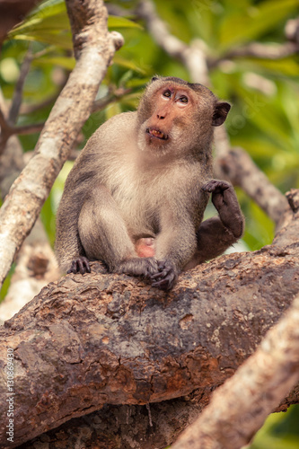 Monkey sitting on tree and using feet to scratch his body.
