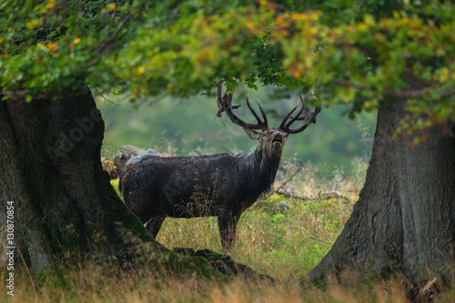  A red deer stag bellowing photo