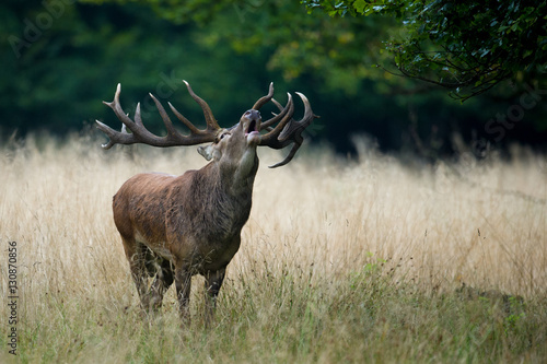  A red deer stag bellowing photo