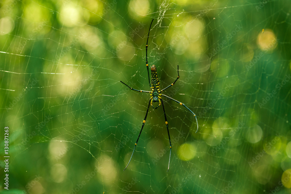 A Spider hanging on web with nice green bokeh background. A Spider hanging on web with nice green bokeh background.