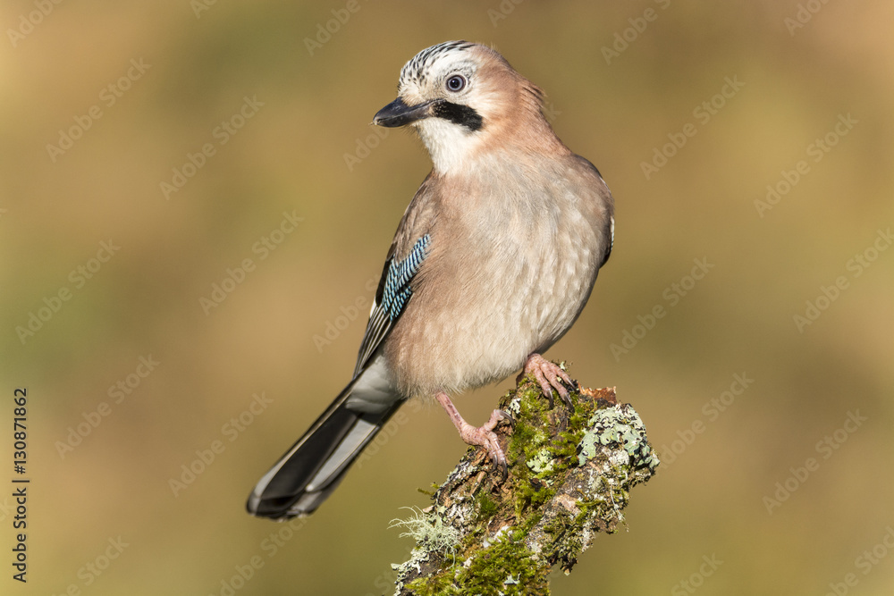 Naklejka premium Próbka Jaya