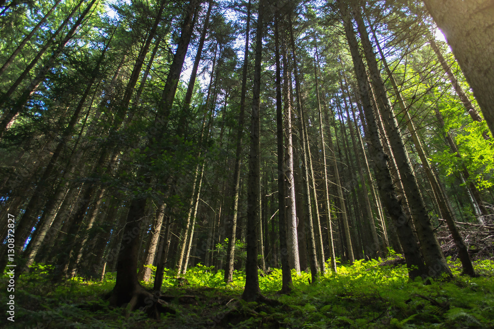Wide angle shot with sun flares at summer Wide angle shot with sun flares at summer