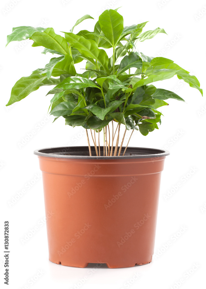 Coffee Tree Coffee Tree