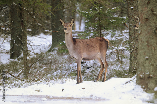 Big and beautiful red deer female during the deer rut in the nature habitat in Czech Republic, european animals, deer rut, deer-park photo