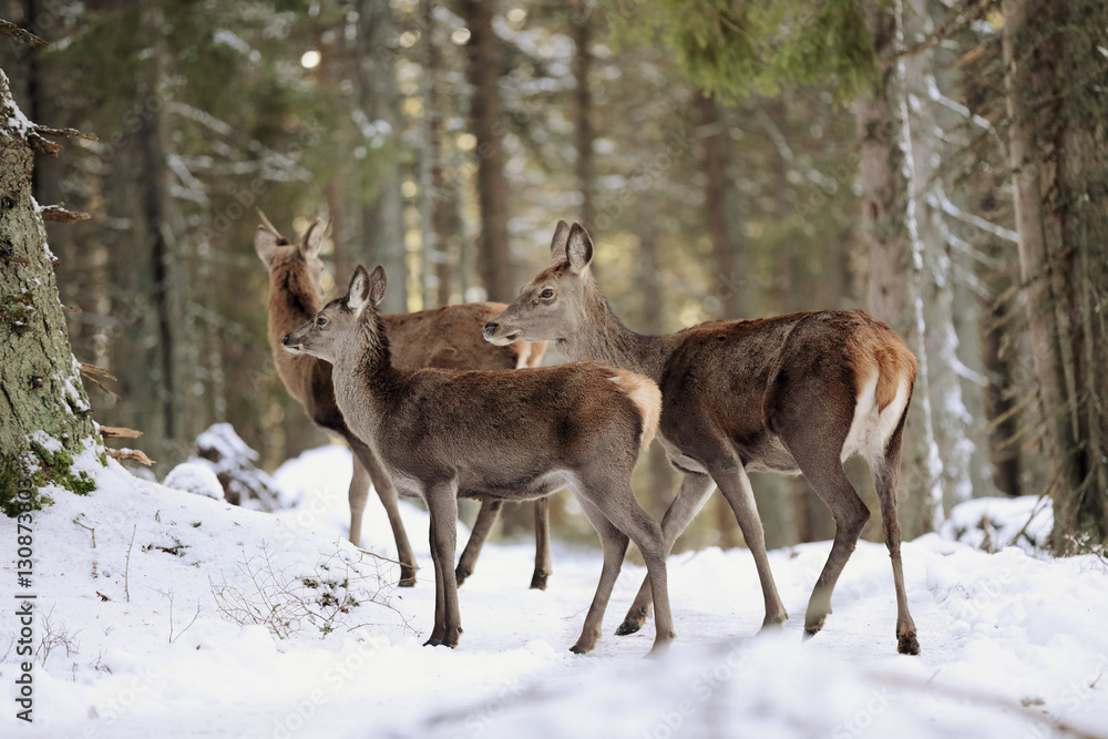 Fototapeta premium Big and beautiful red deer female during the deer rut in the nature habitat in Czech Republic, european animals, deer rut, deer-park