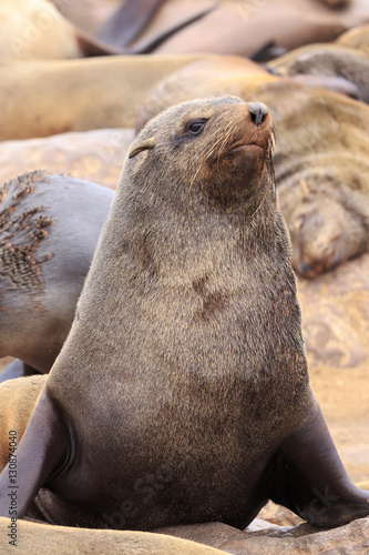 Seals at cape cross Namibia