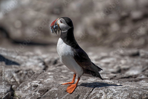 Puffin