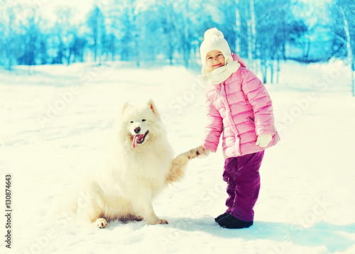 Winter white Samoyed dog gives paw child © rohappy