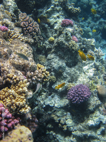 underwater in Hurghada