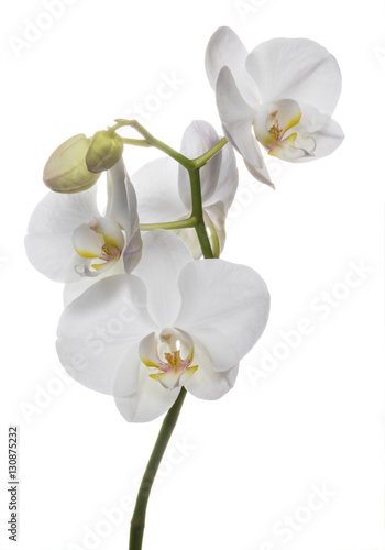 Alluring white orchids flowers isolated on a clear white backgro