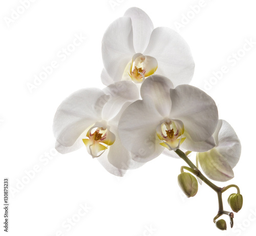 Beautiful white orchids flowers isolated on a clear white backgr