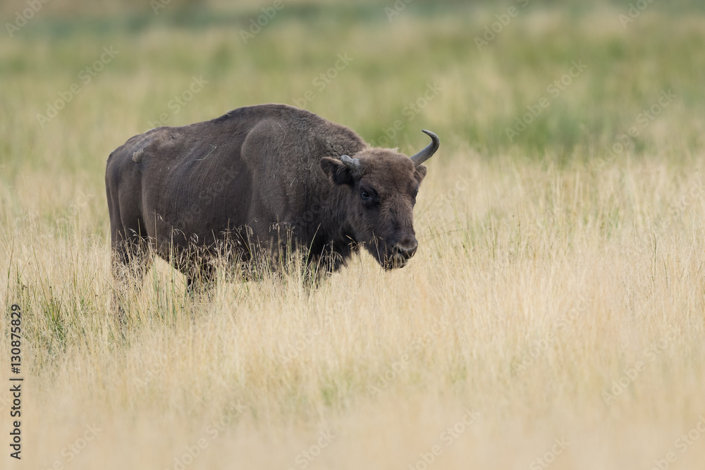 european bison walking in a Meadow field european bison walking in a Meadow field