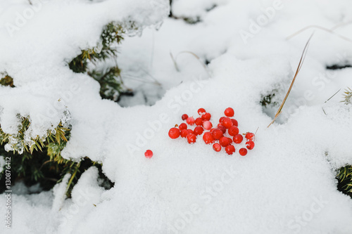 Fresh red cranberries in the snow