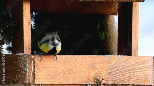 birdwaching of tits near feeder with sunflower seeds photo