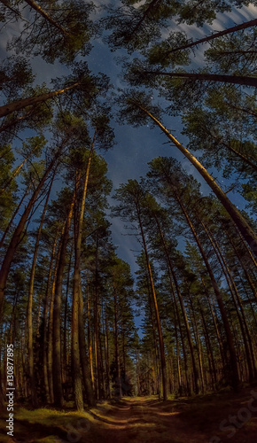 Moonlight and vertical panorama