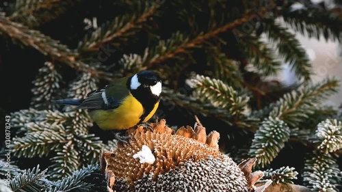 birdwaching of tits near feeder with sunflower seeds photo