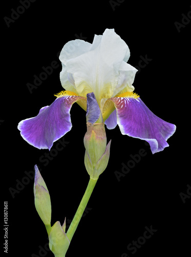 Fototapeta Naklejka Na Ścianę i Meble -  Flower of cultivated iris 4