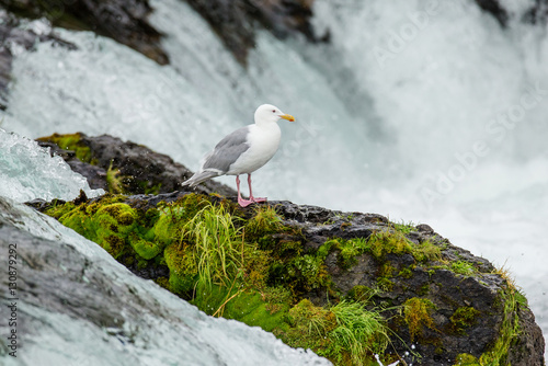 Seagull standing on a rock in the middle of the river. Alaska. Katmai National Park. USA. An excellent illustration.