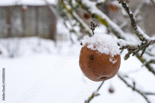 Гнилое яблоко на зимнем дереве накрытое снегом