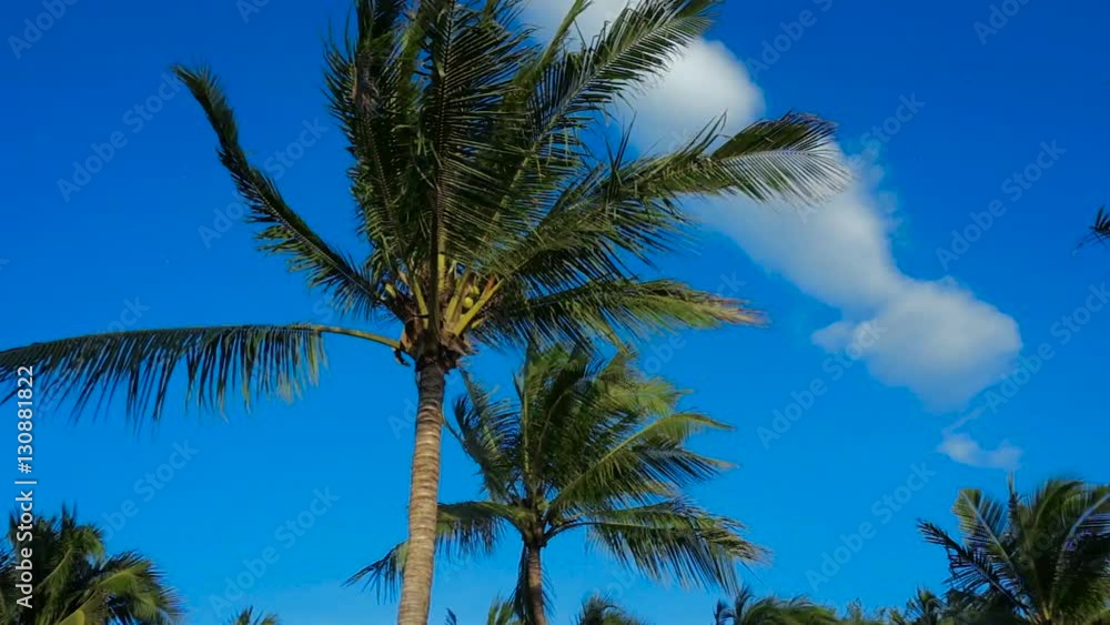 The wind shakes the crown of coconut palms against the blue sky. The wind shakes the crown of coconut palms against the blue sky.