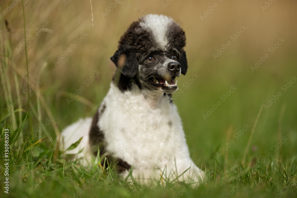 Fototapeta premium Dwarf Harlekin Poodle Dog