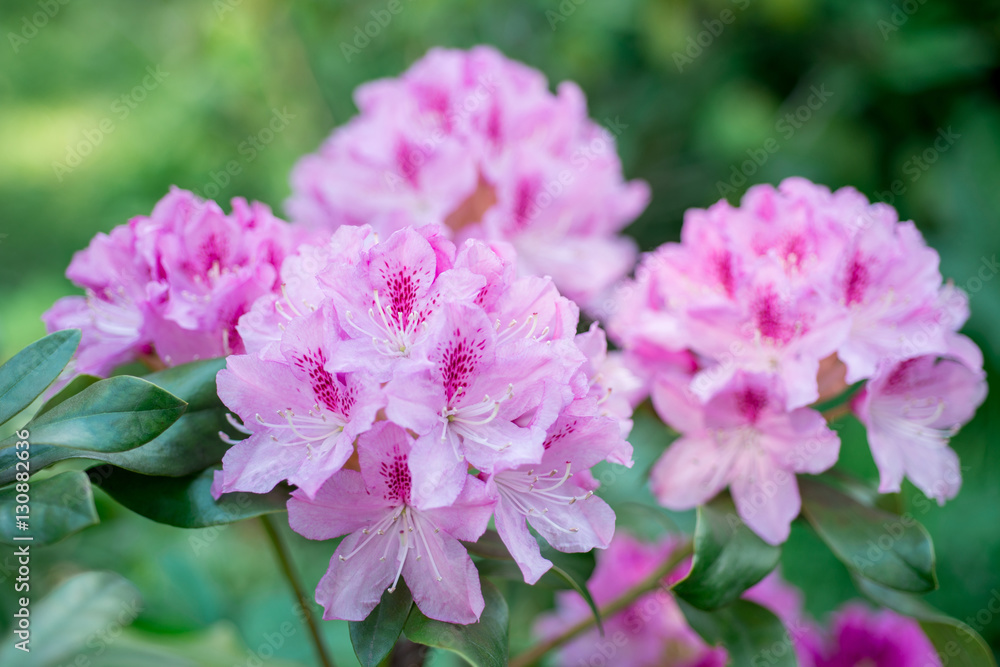 Flowers white Rhododendron Flowers white Rhododendron