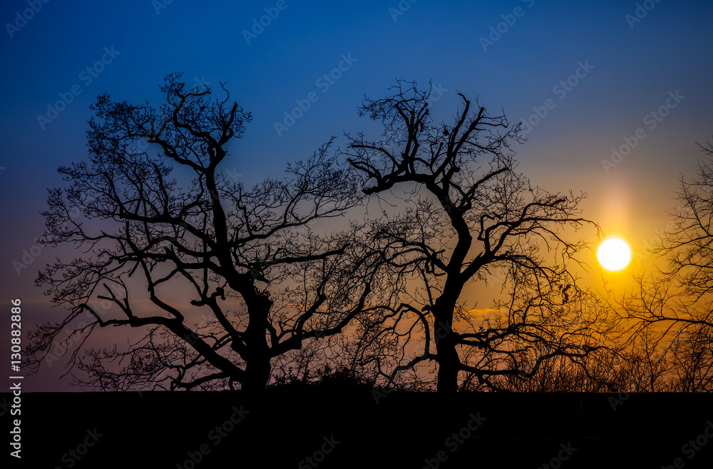 Trees at Sunset