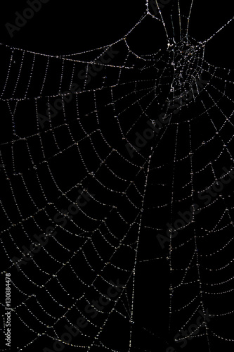 Spider Wed Covered In Dew On Black Background